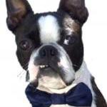 For Your Wedding To Include Your Awesome Pup Or..