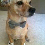 Wedding dog cuffs and bow tie