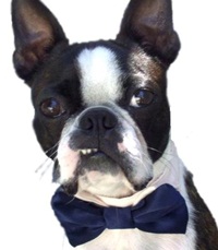 For Your Wedding To Include Your Awesome Pup Or Kitty Dog Bow Tie